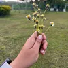 alindahaw_dahaw
