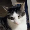 ikares_0