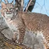 bobcat9754