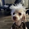 lpr_tiktok