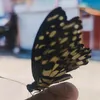 eulysican