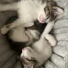 lina_miro8