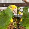 Royal Exotic Pets