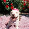 hellapittie
