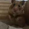 www.albinalin.tiktok