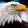 eagle66_