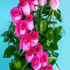 mary9551254871337