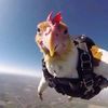 skydivingchickens
