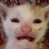 soda.cat.milk