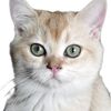 funnyyellowcat