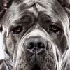 josephbasso2
