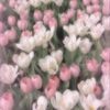 aman_nazia