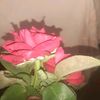 raisha.akter12