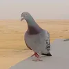 muxtar_qurban1