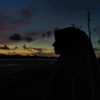 introvert_1333