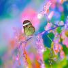 ruqia2246