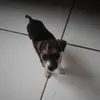 alienzin1