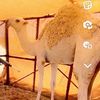 راعـي صفاقـ.هـ