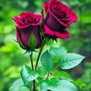 humayra.jahan63