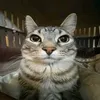 onioncat_cheese
