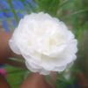 mdmominulhok06