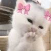 vib3swith.eve_