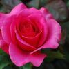 rosa.rosita39