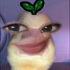piwpiwdis