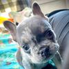 tater_the_frenchie