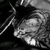arula_27