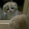 jelu5