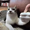 wistalmao._notfound