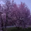 ashrafulhasan850