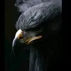 jonathan_s_campos