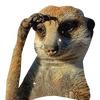 meerkat_003