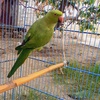 greenparrot804