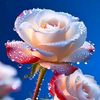 tushar.vai23