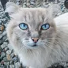 cat_bambindon