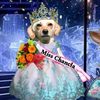 laskamisschancla1