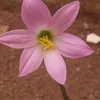lucenisilvarocha