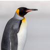 penguin_wow