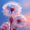 meha123334