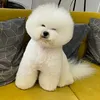 apolonki