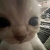 pim_85.1