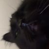 mattnthecat