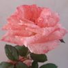 virgo...8