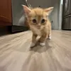 rakans2ndaccount
