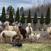 oakhavenfarm
