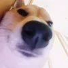 toikdyeu