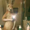 theocandre